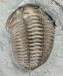 Bargain, Flexicalymene Trilobite - Ohio #61003-1